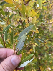 Salix laevigata