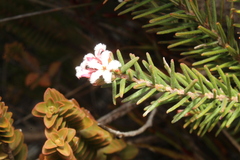 Leucopogon gnaphalioides