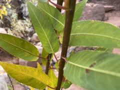 Salix laevigata