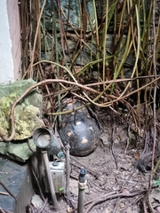 Chelonoidis carbonarius