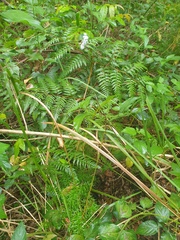Pteridium esculentum