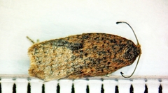 Acleris semiannula