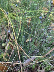 Equisetum variegatum