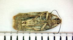 Acleris semiannula