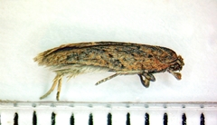 Acleris semiannula