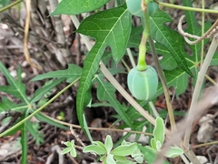 Jatropha cathartica