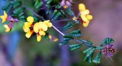 Pultenaea scabra