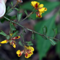 Pultenaea scabra