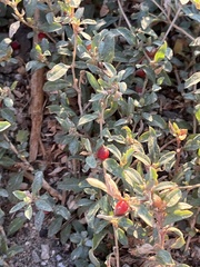 Atriplex semibaccata