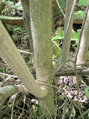 Montanoa leucantha