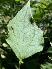 Montanoa leucantha