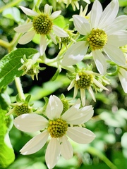Montanoa leucantha