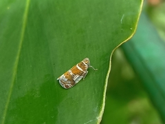 Lophopinae