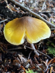 Tricholoma