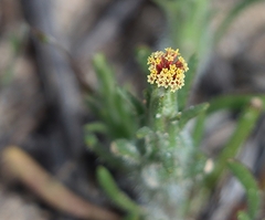 Podotheca angustifolia