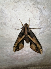 Xylophanes ceratomioides