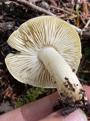 Tricholoma