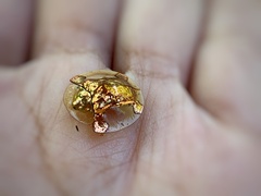 Aspidimorpha sanctaecrucis