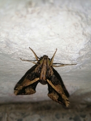 Xylophanes ceratomioides
