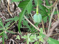 Jatropha cathartica