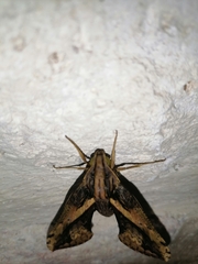 Xylophanes ceratomioides