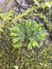 Notothylas orbicularis