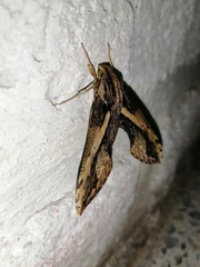 Xylophanes ceratomioides