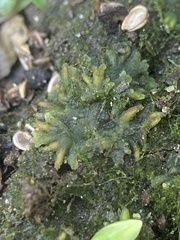 Notothylas orbicularis