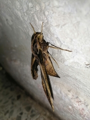 Xylophanes ceratomioides