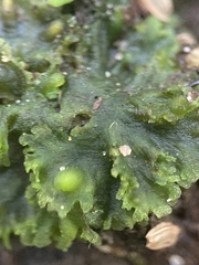 Notothylas orbicularis