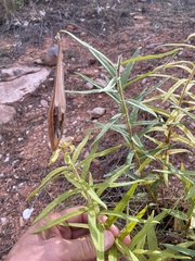 Asclepias tuberosa interior