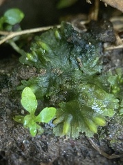 Notothylas orbicularis