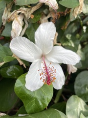 Hibiscus arnottianus
