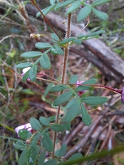 Boronia gracilipes