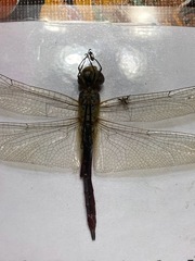 Libellulidae