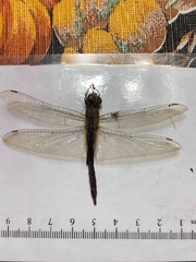 Libellulidae