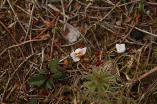 Drosera huegelii