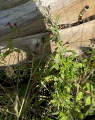 Lampropeltis abnorma