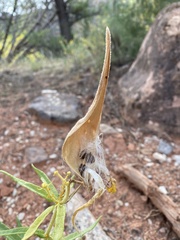 Asclepias tuberosa interior