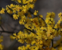 Acacia spinescens