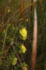 Darwinia collina