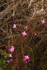 Boronia