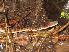 Leptodeira rhombifera