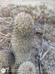 Mammillaria dioica dioica
