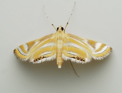 Eoophyla
