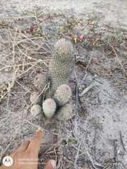 Mammillaria dioica dioica