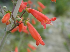 Penstemon havardii