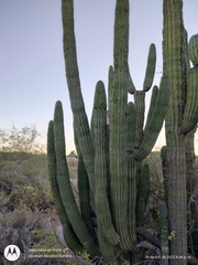 Stenocereus thurberi