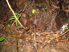 Leptodeira rhombifera