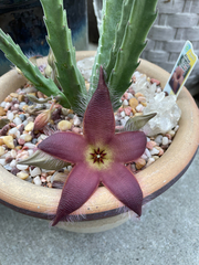 Stapelia grandiflora